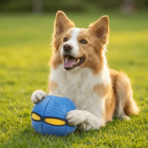 🐕 TurboPet - 2-in-1 Interactive Toy for Dogs (Frisbee + Ball) 🐾